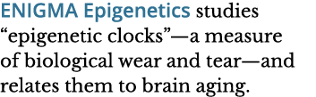ENIGMA Epigenetics studies  epigenetic clocks —a measure of biological wear and tear—and relates them to brain aging 