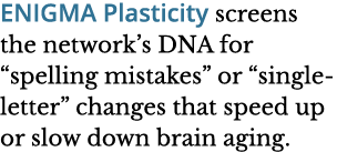 ENIGMA Plasticity screens the network s DNA for  spelling mistakes  or  single-letter  changes that speed up or slow    