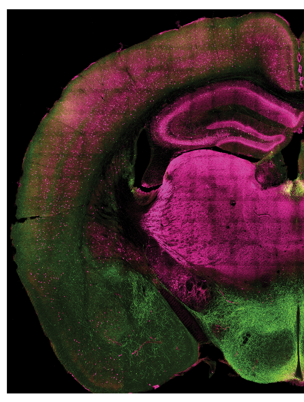 { shape :  25351, 33771 }