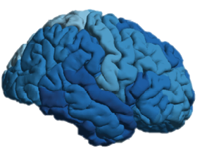 1 CChing_ENIGMA_Figure brains only.psd