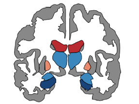 3 CChing_ENIGMA_Figure brains only.psd