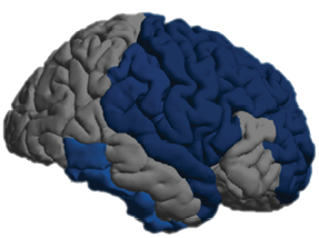 4 CChing_ENIGMA_Figure brains only.psd