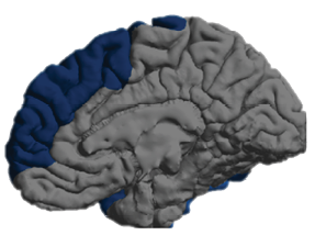 5 CChing_ENIGMA_Figure brains only.psd