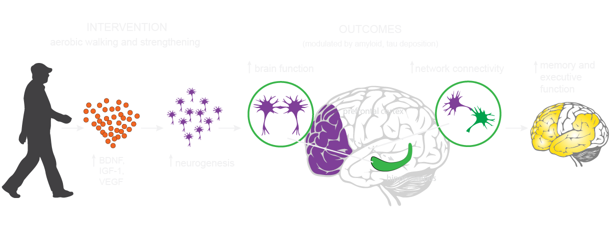 exercise_schematic.png