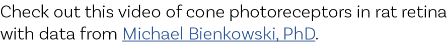 Check out this video of cone photoreceptors in rat retina with data from Michael Bienkowski, PhD.