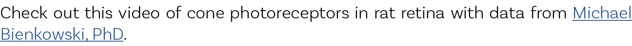 Check out this video of cone photoreceptors in rat retina with data from Michael Bienkowski, PhD.